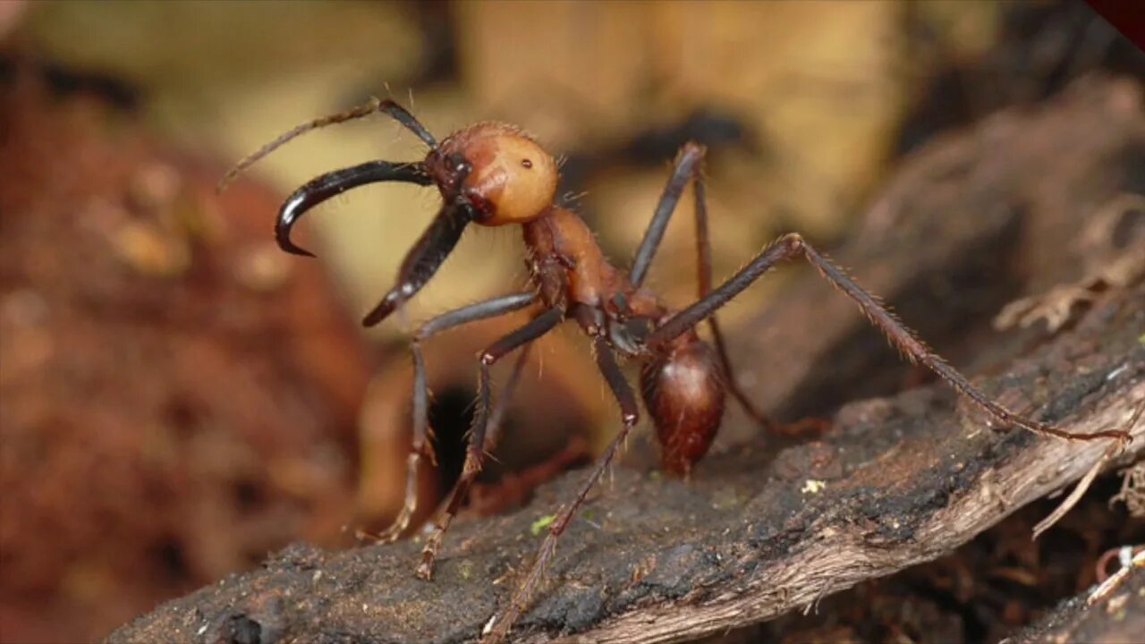 Название армейского муравья. Муравьи Эцитоны Бурчелли. Кочевой муравей Эцитон Бурчелли. Армейские муравьи (Eciton burchellii). Муравей солдат.