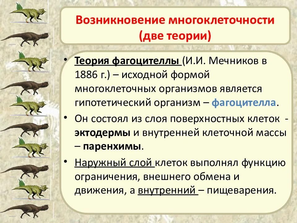 Черты усложнения организации. Теории происхождения многоклеточных. Возникновение многоклеточности. Теория происхождения многоклеточных организмов. Гипотезы происхождения многоклеточных.