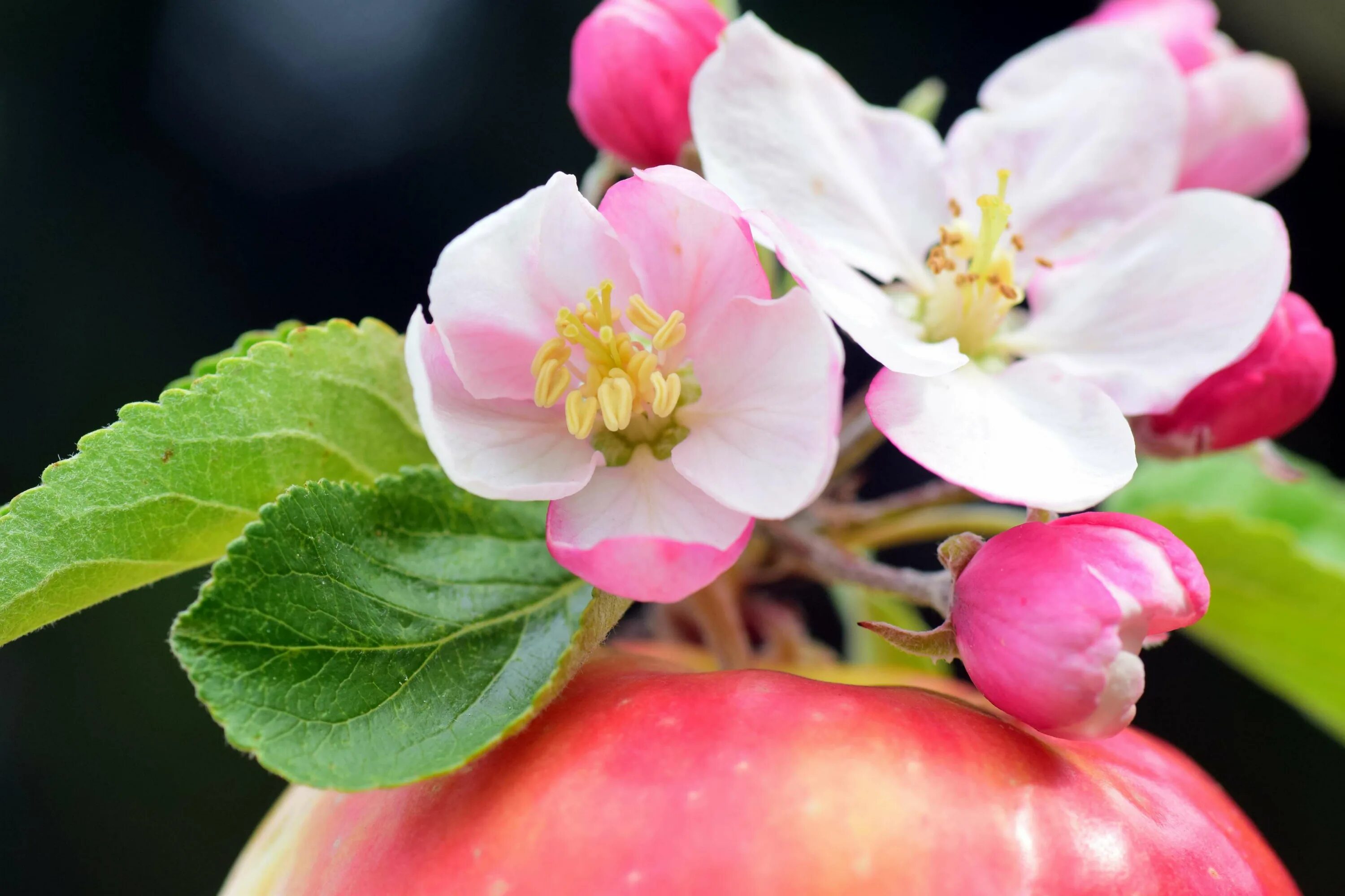 Яблоня Эппл блоссом. Яблоневый цвет (Malus domestica). Яблоневый цвет (Apple Blossom)пл. Яблоня Кинг Бьюти. Blooming blossom