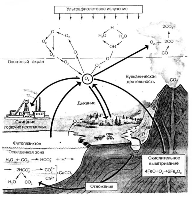 Круговорот кислорода процессы. Круговорот кислорода (по е. а. Криксунову и др., 1995). Биогеохимический цикл кислорода схема. Круговорот кислорода схема. Круговорот кислорода в природе схема.