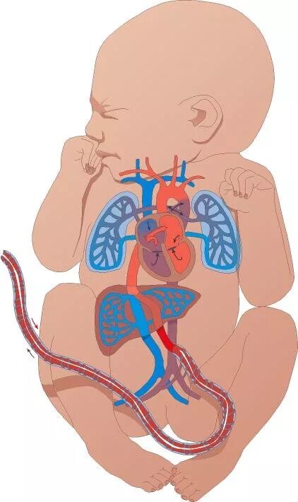 Кровеносная система новорожденного. Система кровообращения новорожденного. Аранциев проток анатомия. Гемодинамика у детей