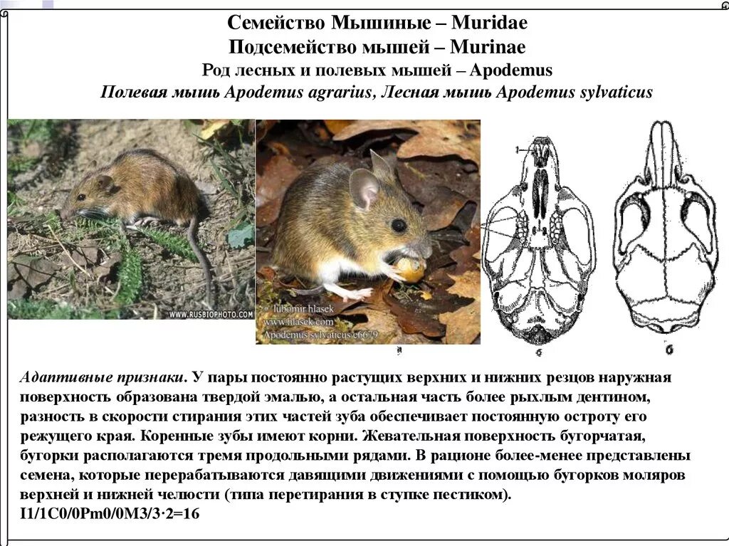 Тип симметрии мыши. Мышиные (семейство). Семейство мышиные представители. Семейство мышиные особенности. Семейство мышиные характеристика.