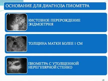 Узи матки у собаки