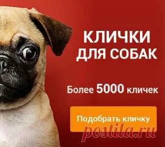Кличка пса