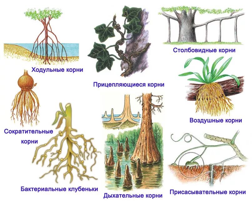 Корневая система растений образованы. Видоизменения корня растения.