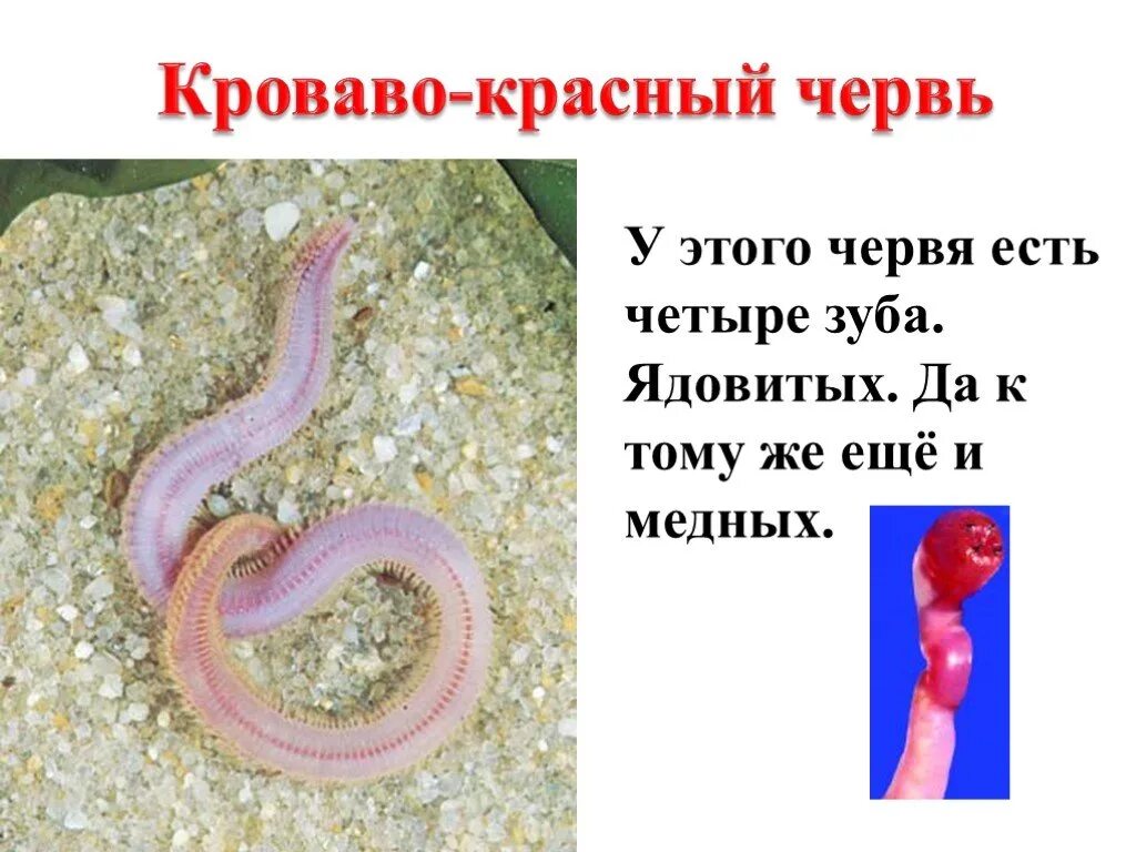 Зубы червяков. Красный дождевой червь. ядовитый дождевой червь. у дождевого червя есть зубы.