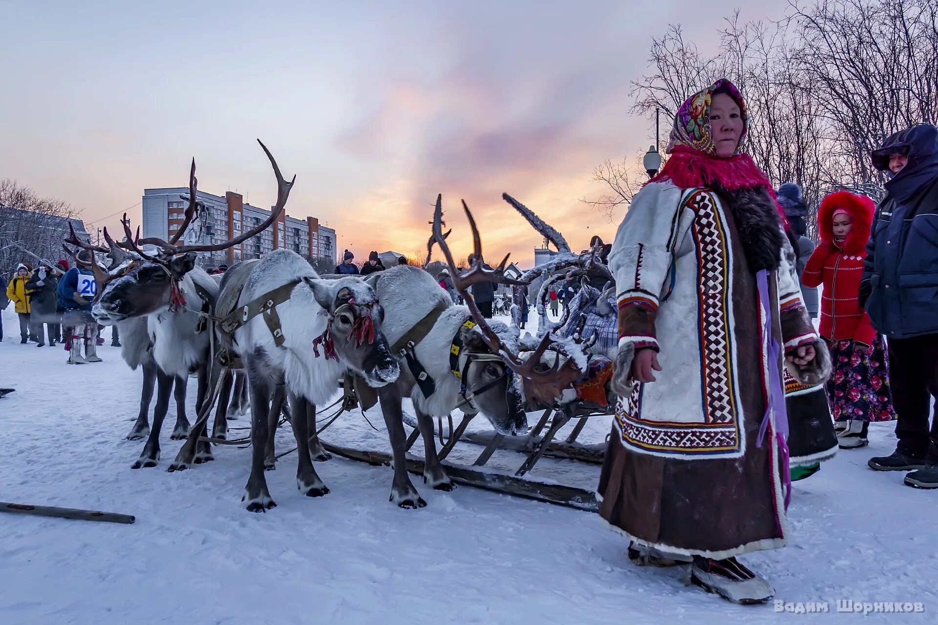 Оленеводы ненцы Коми. Оленеводы Коми Воркута. День оленевода Республика Коми. Коренные малочисленные народы Коми.