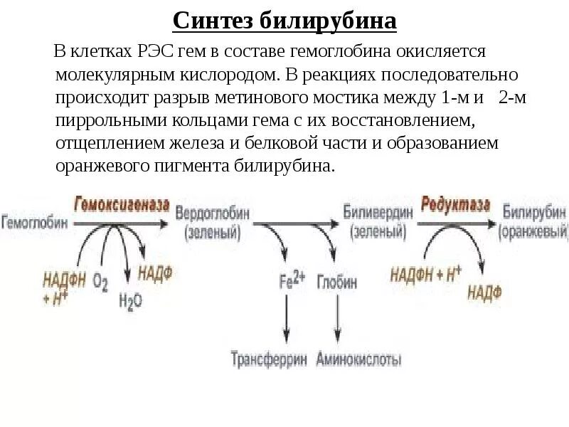 Реакция образования непрямого билирубина. Реакция образования прямого билирубина. Распад гема и Синтез билирубина. Схема образования билирубина. Распад железа