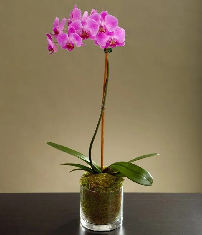 Цветок экоколиус быстро он отцветает. Орхидея рост. Орхидея рост. Орхидея катрина. Прикорневые детки орхидеи фаленопсис.