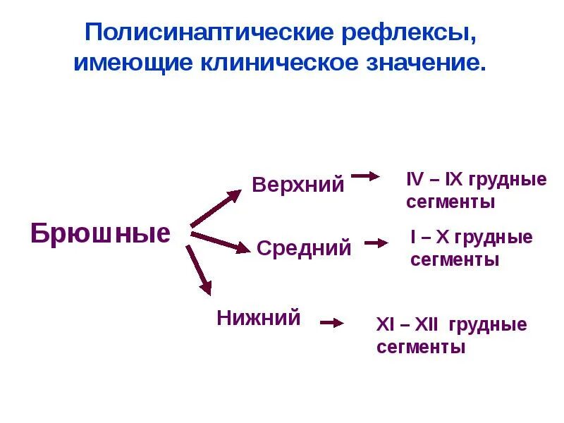 Выявление брюшных рефлексов. Рефлексы имеющие клиническое значение. Брюшные рефлексы верхний средний и Нижний. Полисинаптические рефлексы.