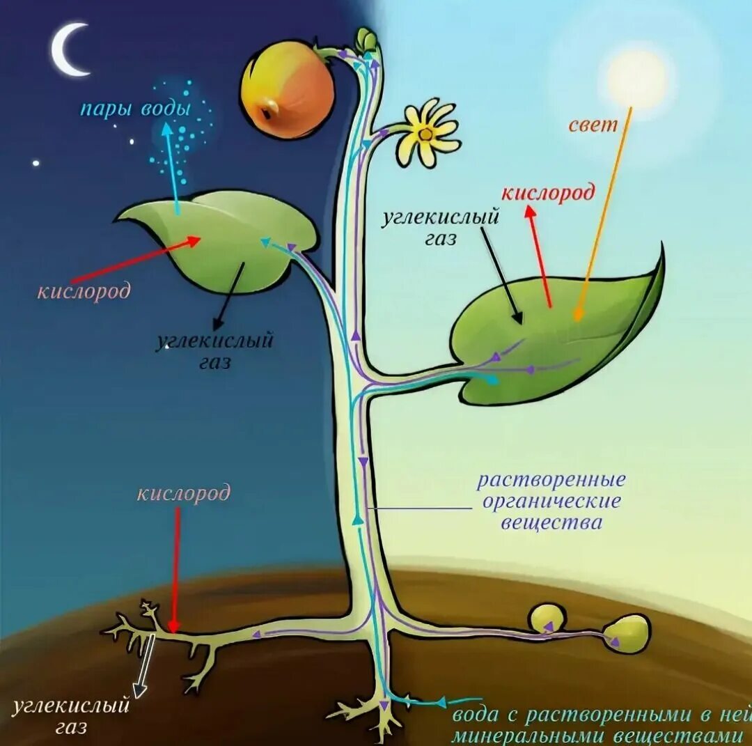 Путь фотосинтеза в воде. Схема фотосинтеза у растений. Процесс фотосинтеза у растений схема. Процесс фотосинтеза рисунок. Процесс фотосинтеза у растений рисунок.