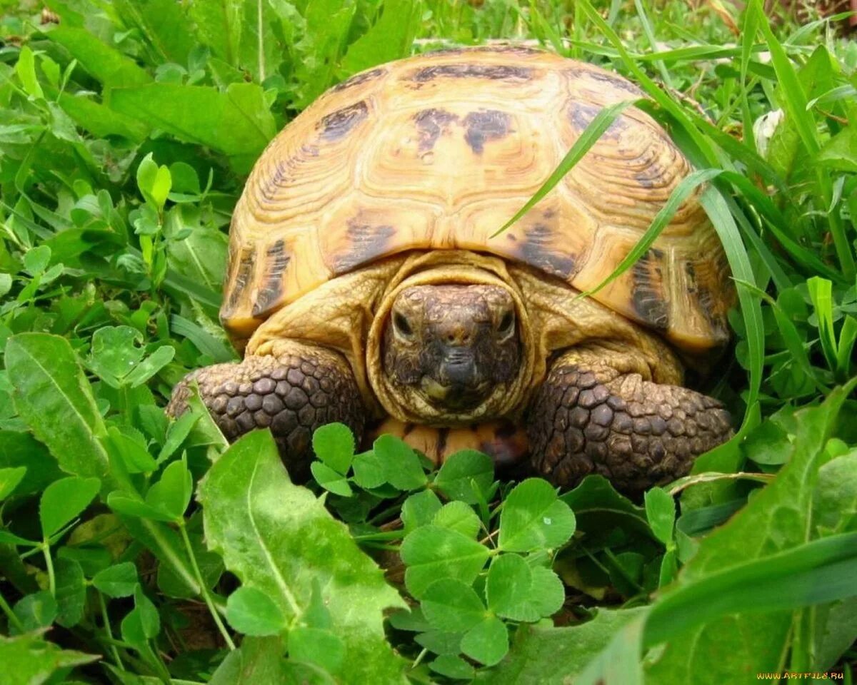 Хочу черепаху