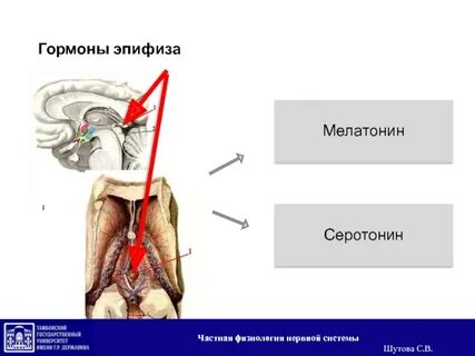 Эпифиз какой гормон