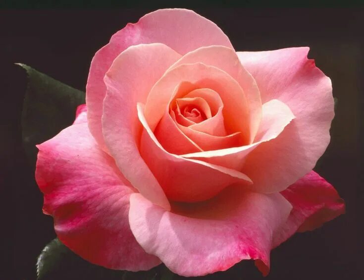 Розэ blackpink. Rose rose talk. Группа blackpink розэ. Английские кустовые розы алнвик роуз. Rose rose talk.