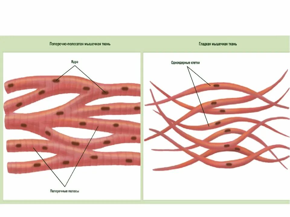 Состоят из многоядерных веретеновидных клеток. Поперечно Скелетная мышечная ткань. Клетки поперечно-полосатой мышечной ткани. Строение клетки мышечной ткани. Строение гладкой и поперечно полосатой ткани.