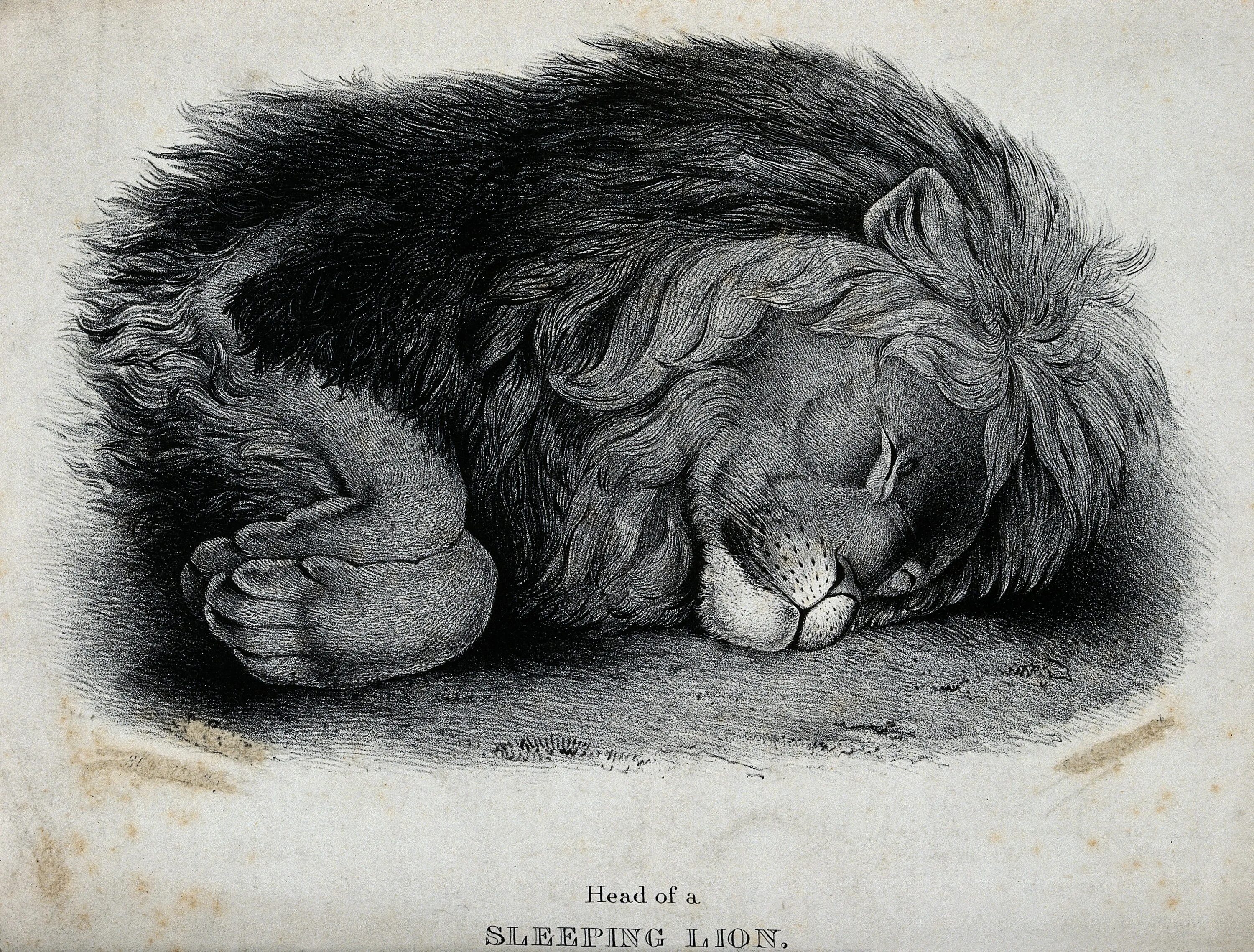 Фф sleeping lions автор litmasily. Спящий Лев на берегу. Рисунок. Рисунок к стиху спящий Лев. Рисунок к стиху спящий Лев поэтапно.