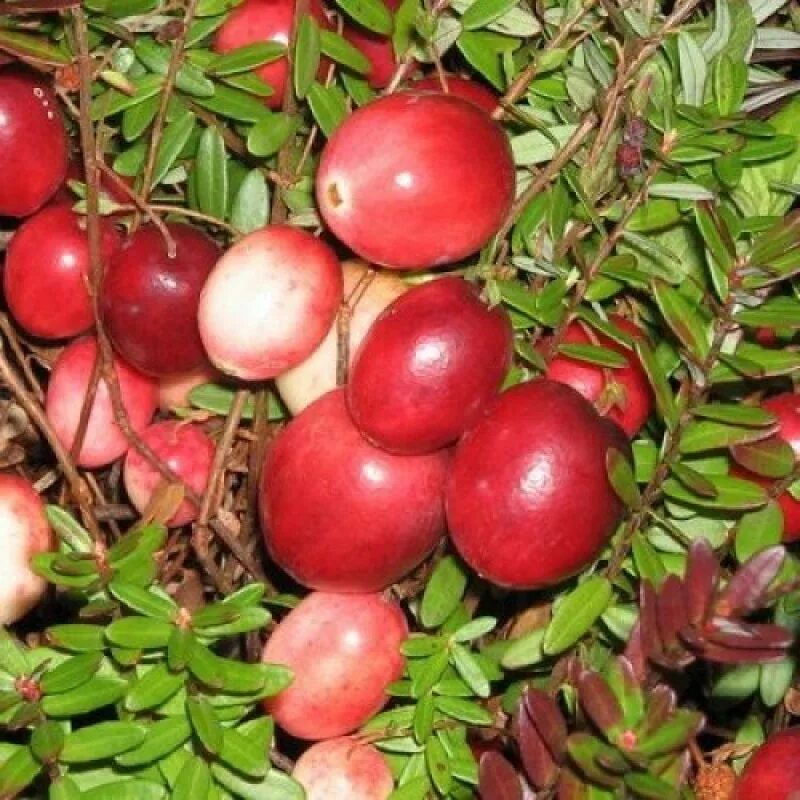 Клюква сорт стивенс. Клюква крупноплодная стивенс. Клюква садовая сорт стивенс. Клюква сорт стивенс. Клюква садовая крупноплодная.