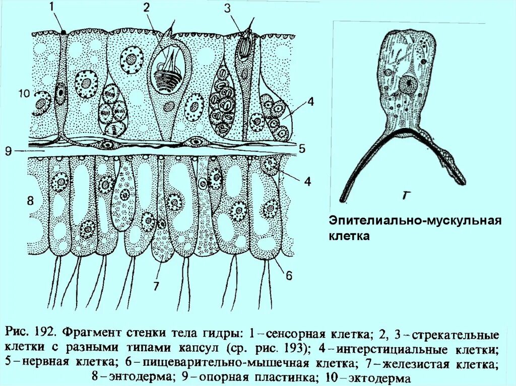 Клетки в теле кишечнополостных. Строение стенки тела гидры. эпителиально мускульные клетки гидры энтодерма. железистые клетки гидры. эпителиально мускульные пищеварительные клетки гидры.