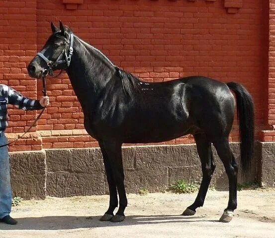 Авито карачаево черкесия работа