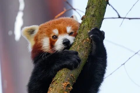 Small panda