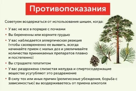 Противопоказания хвойных