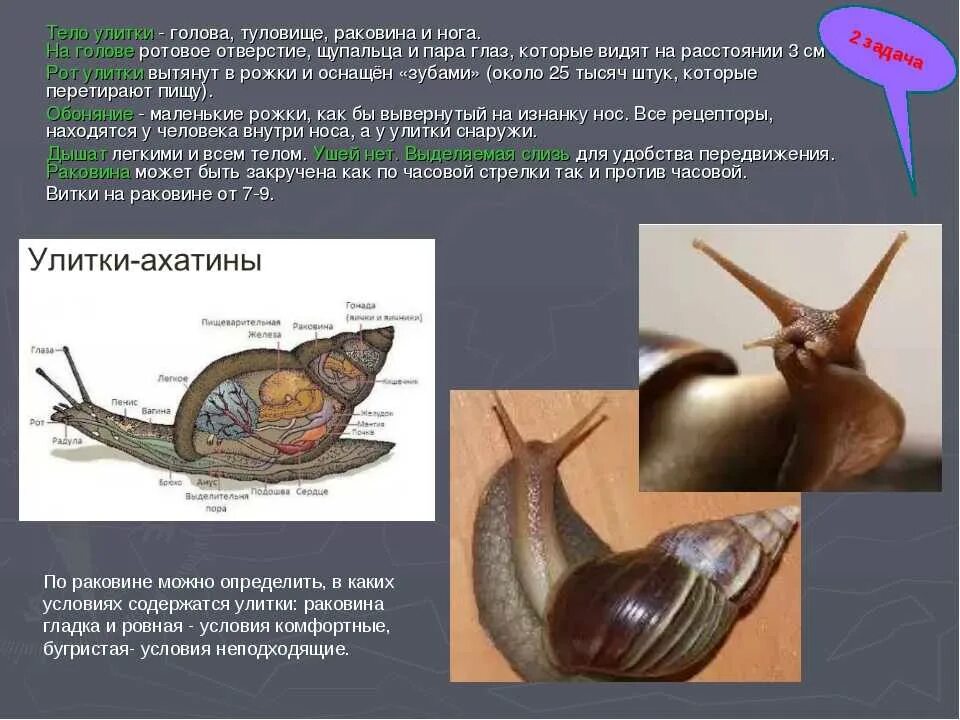 Строение улитки ахатина. Строкние улитки ахатин. Улитка ахатина строение тела. Строение улитки ахатины. Улитка выполняет функцию