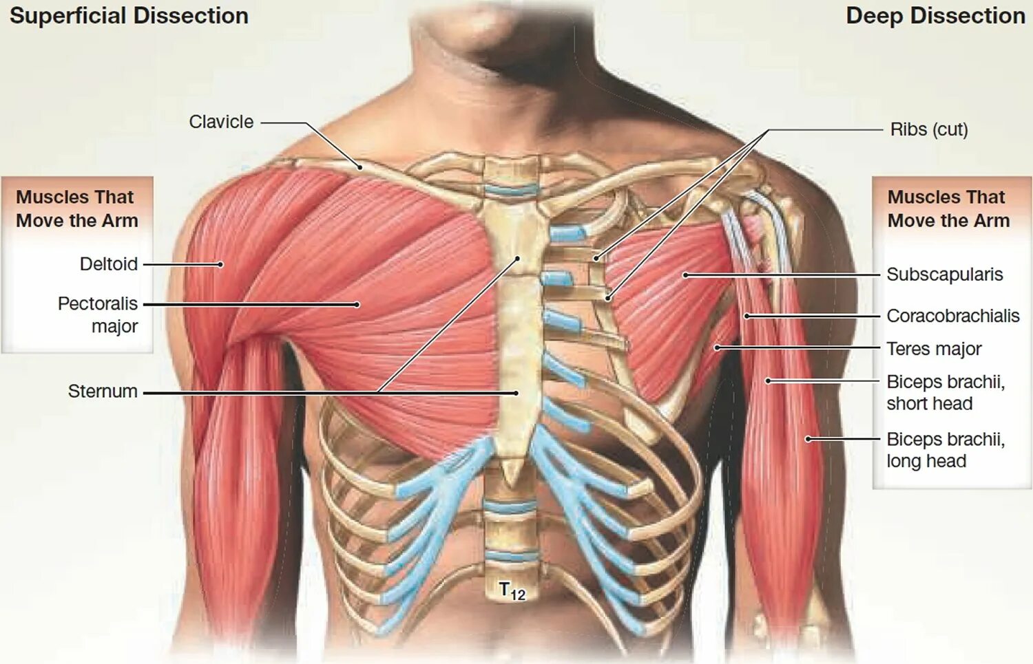 Pectoralis Major мышца. Малая грудная мышца анатомия. Грудино реберная часть большой грудной мышцы. М. pectoralis Major, большая грудная мышца. Находиться громадный