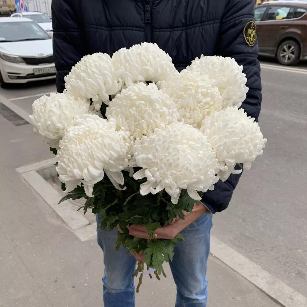 хризантема шаровидная букет фото. хризантемы шаровидные розовые. хризантема одноголовая бальтазар. хризантема желтая одноголовая. хризантема шаровидная букет фото.