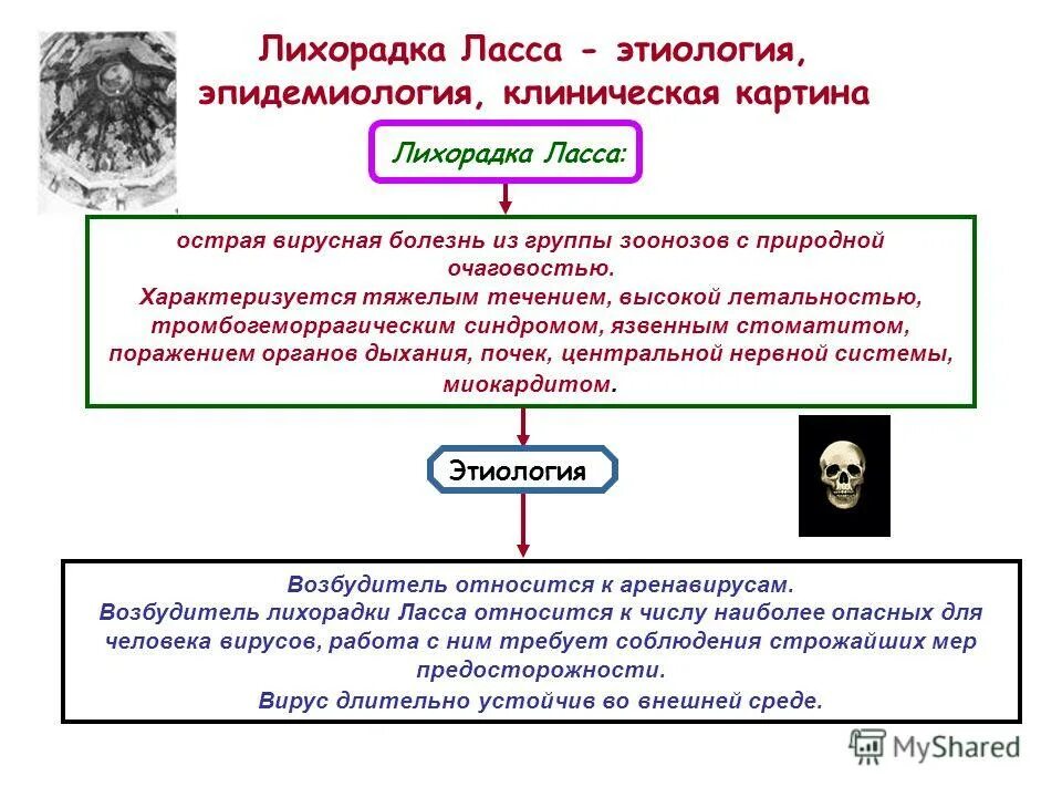 передача лихорадка. передача лихорадка. передача лихорадка. геморрагическая лихорадка марбург симптомы. желтая лихорадка этиология.