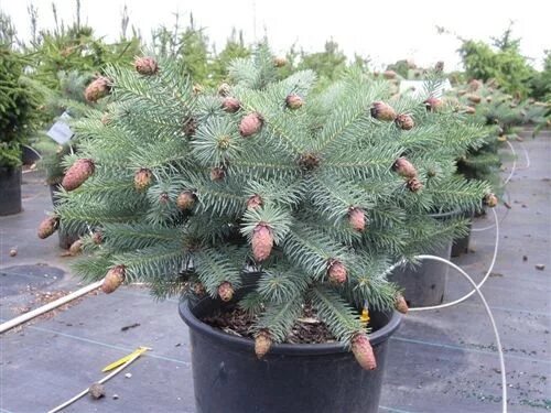 Picea pungens Ruby Teardrops. Picea pungens early Cones. Ель колючая early Cones. Ель Руби тиардропс. Ель руби