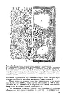 Общая схема строения эукариотической клетки