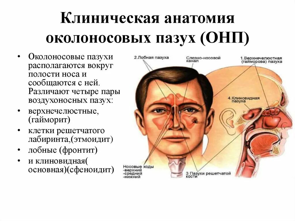 Болезни носа и придаточных. Нос и околоносовые пазухи ЛОР. Околоносовые пазухи носа анатомия. Околоносовые пазухи анатомия функции. Околоносовые пазухи схема.