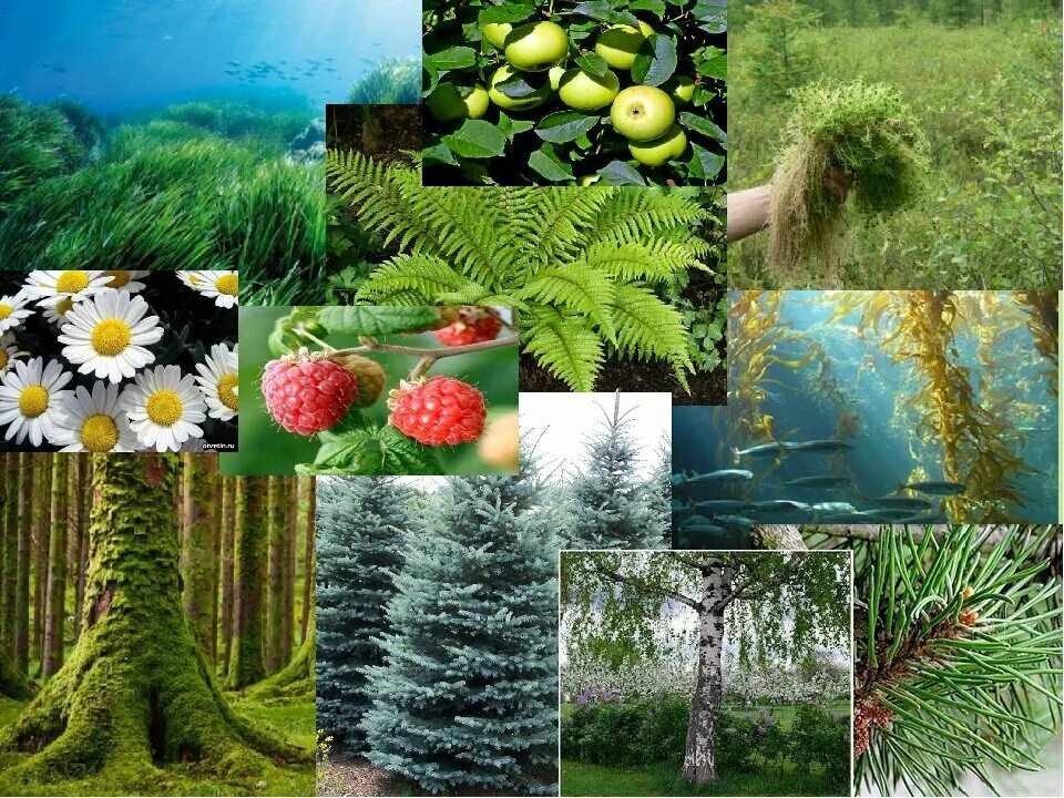 Разнообразие растений. Разнообразный мир растений. Биоразнообразие растений.