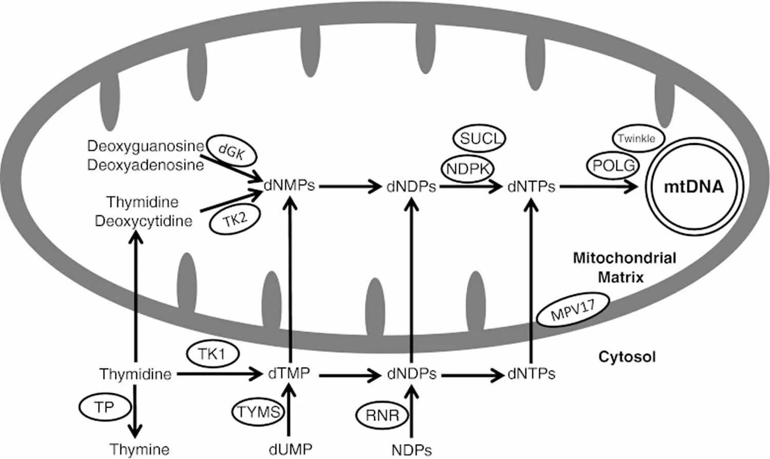 Мтднк функции. Структура митохондриальной днк. Mitochondrial myopathy наследование. Primary oocyte. Mitochondrial myokines and inflammation.