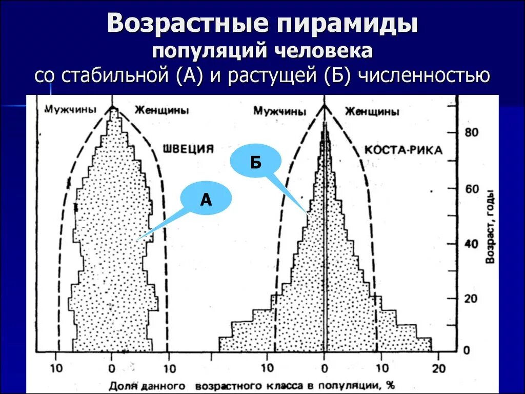 Возрастная пирамида популяции. Возрастная пирамида стабильной популяции. Погибающая популяция пирамида. Возрастная пирамида человека.