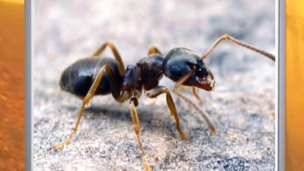 Муравей позовет. Lasius alienus. садовый бледноногий муравей. муравей лазиус алиенус. бледноногие муравьи.