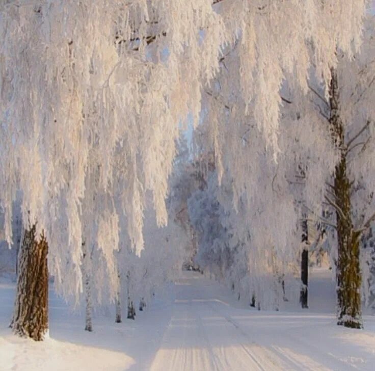 Красота зимы. Зимняя природа. Красивая зима. Is winter beautiful