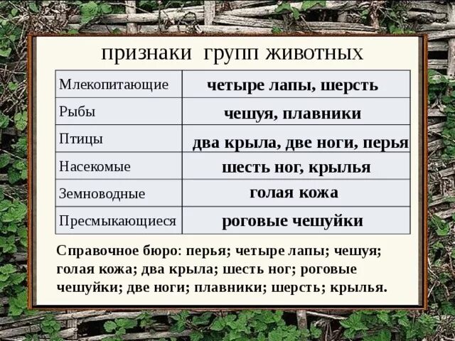 Птицы признаки группы. Характерные особенности животных. Признаки групп животных. Отличительные признаки групп животных. Главные черты отличия птиц от пресмыкающихся