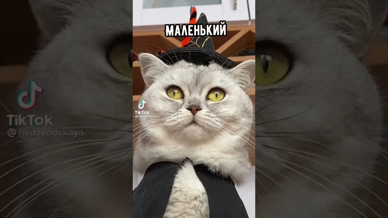 Песни из тик тока с котиками. Тик ток коты. котики из тик тока. смешной кот из тик тока.