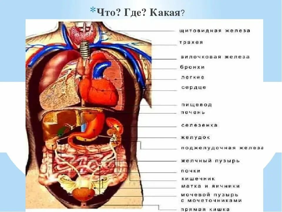 Внутреннее строение человеческого. Строение внутренних органов человека слева спереди. Строение человека внутренние органы мужчины спереди.