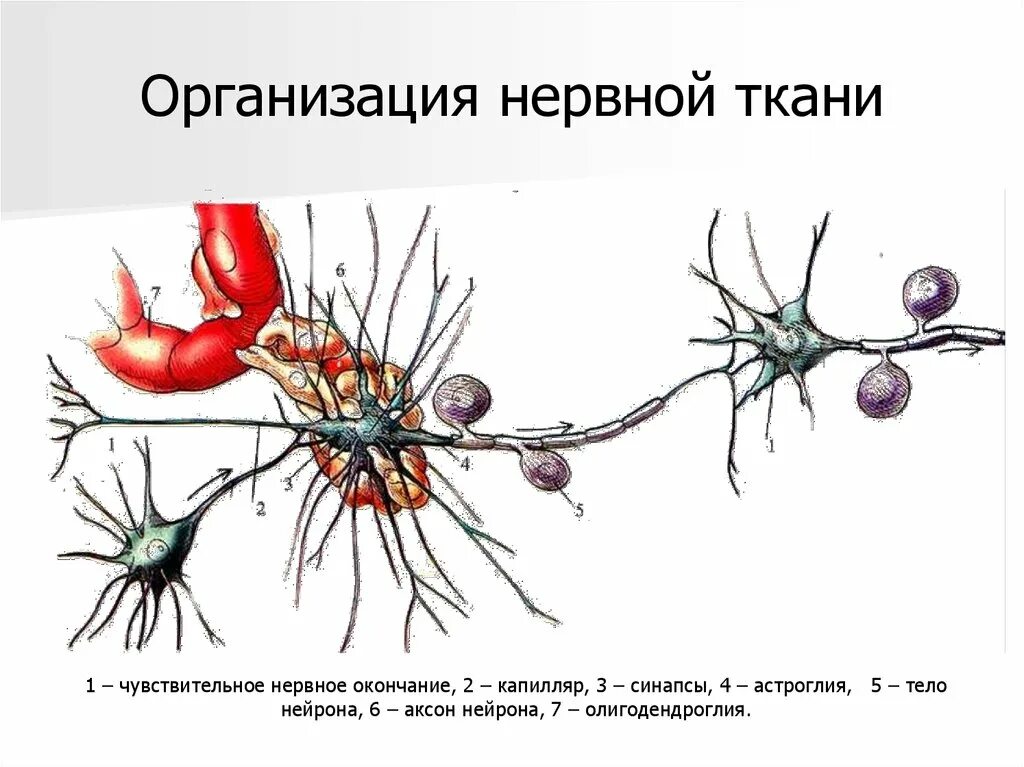 Нервная ткань Нейроны и нейроглия рисунок. Строение нейрона и нейроглии. Нейрон Аксон нервная система нервная ткань. Нервная ткань строение синапс. Нервные узлы и нейрон
