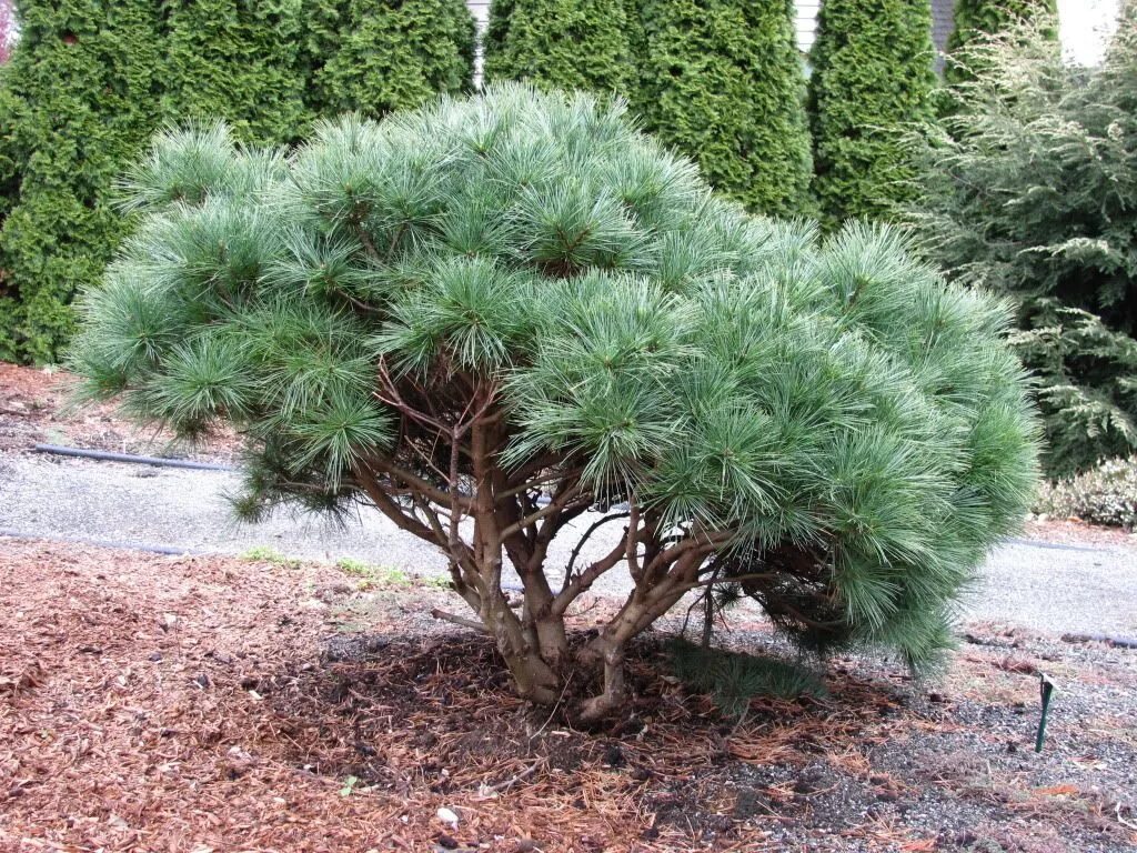 Хвойные купить в москве. Сосна Веймутова Макопин. Сосна Веймутова Pinus strobus. Сосна Веймутова стробус. Сосна Веймутова Радиата.