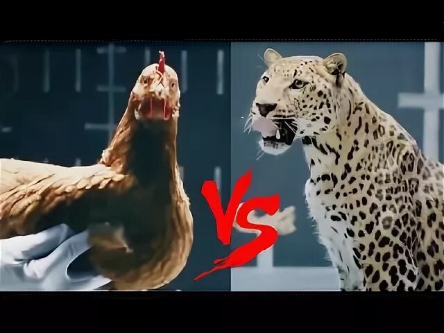 Реклама Мерседес с ягуаром. Курица Ягуар. Битва рекламы Мерседес и ягуара. Мерседес Ягуар войны в рекламе.