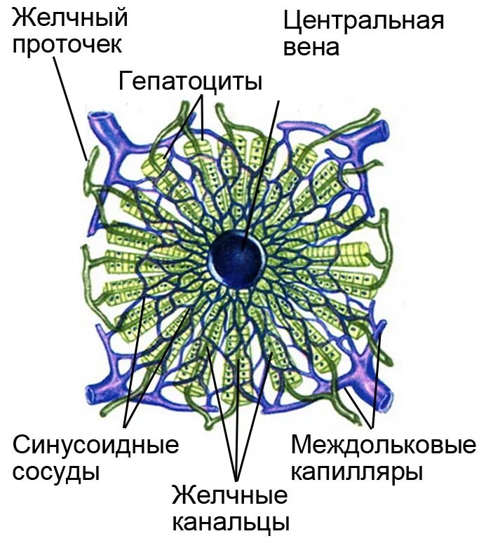 Клетки печени называются. Строение дольки печени анатомия. Схема микроскопического строения дольки печени. Схема строения дольки печени анатомия. Структура печеночной дольки.