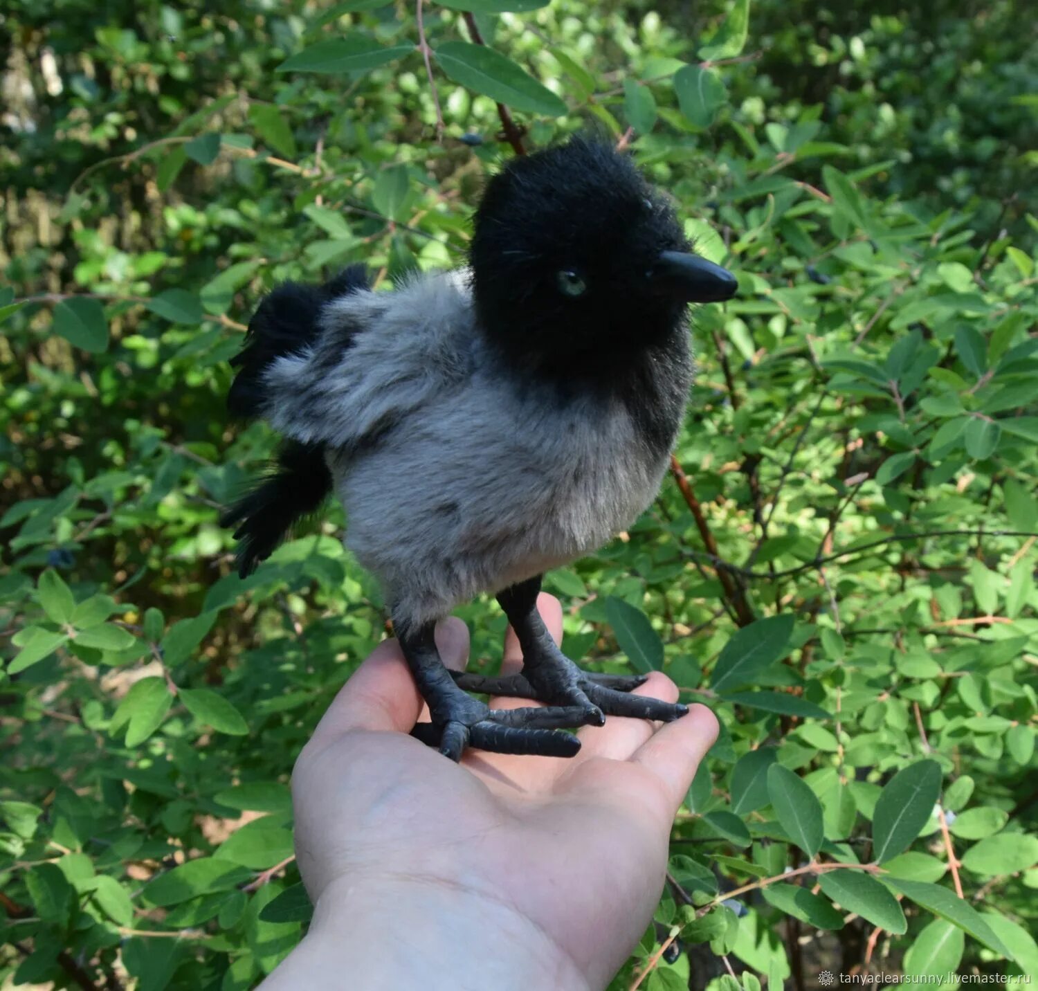 Вороненок. Вороненок. Вороненок. Вороненок птенец. Белый вороненок.