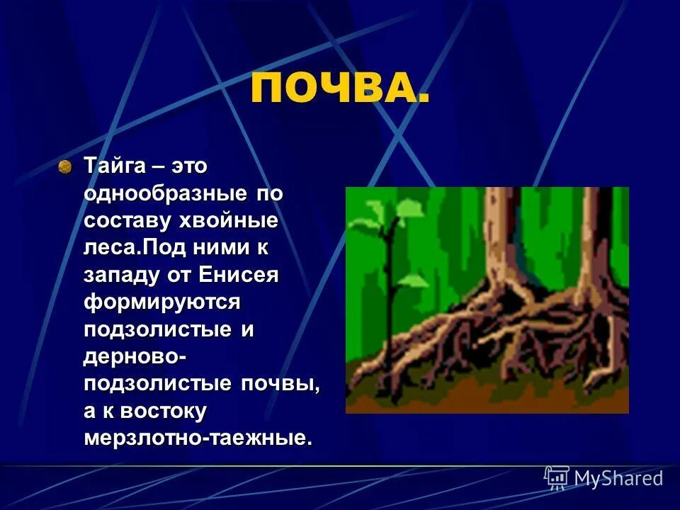 Почвы тайги. Тайга климат почва растительный и животный мир. Почвы тайги в России. Рельеф и почвы тайги. Какая почва в природной зоне тайга