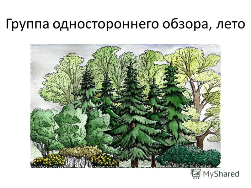 декоративная группа из древесных растений кругового обзора. растения по отношению к влаге. миксбордер из деревьев и кустарников схема. растения группы растений. группы растений.