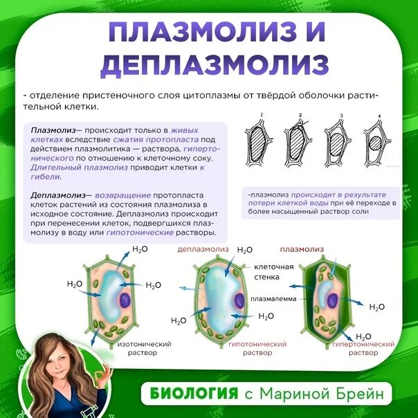 Проект по биологии 10 11 класс. Полазмолиз ИП деплазис. Деплазмолиз растительной клетки. Плазмолиз и деплазмолиз. Плазмоптис и плазмлоиз.