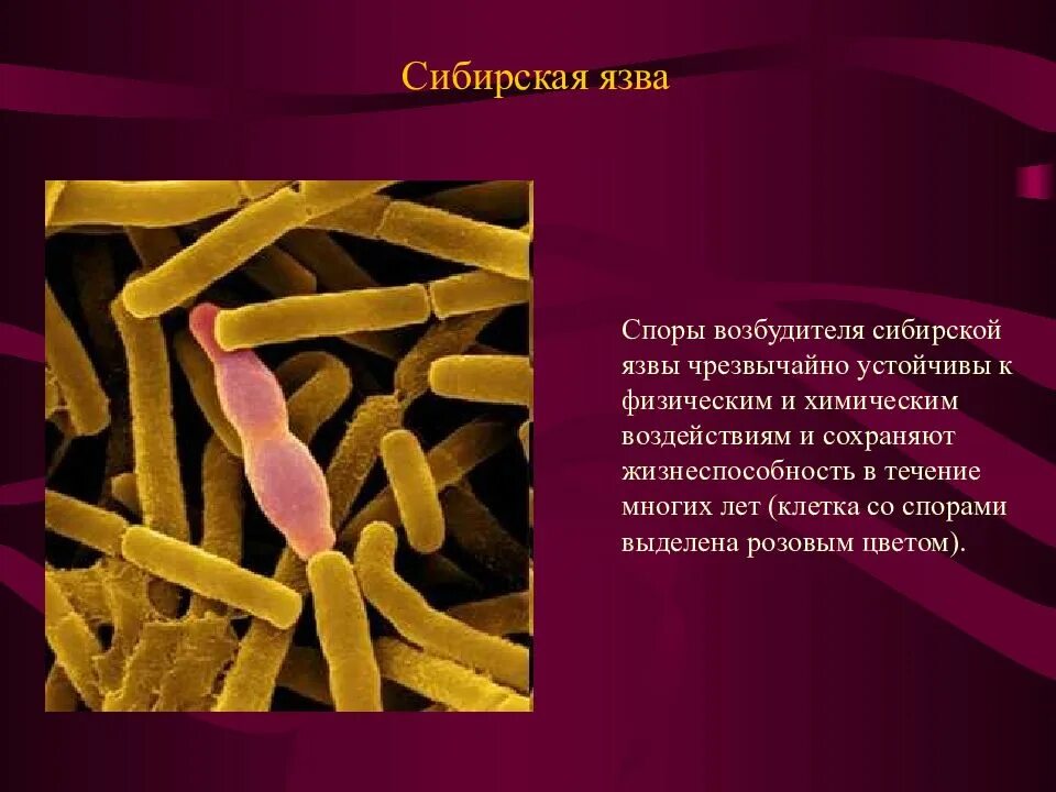 Bacillus anthracis, а22 (Сибирская язва). Споры бацилл сибирской язвы. Bacillus anthracis формы заболевания.