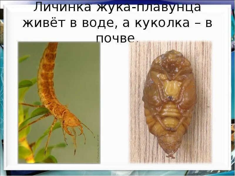 Личинка жука плавунца укус. Личинка жука плавунца. Личинка плавунца укус. Куколка жука плавунца.